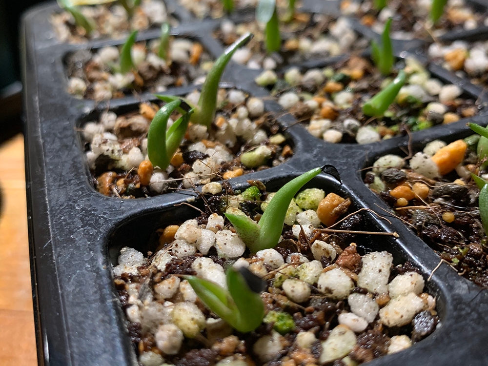 アガベ ブルー実生連棘 中大株 発根活着済み せつこ 