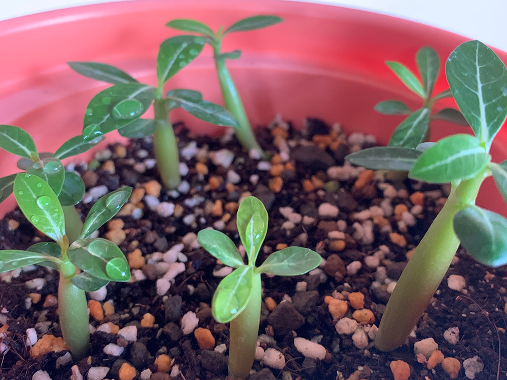 198円 新品未使用 アデニウム オベスム種子ミックス 50種混合から抽出