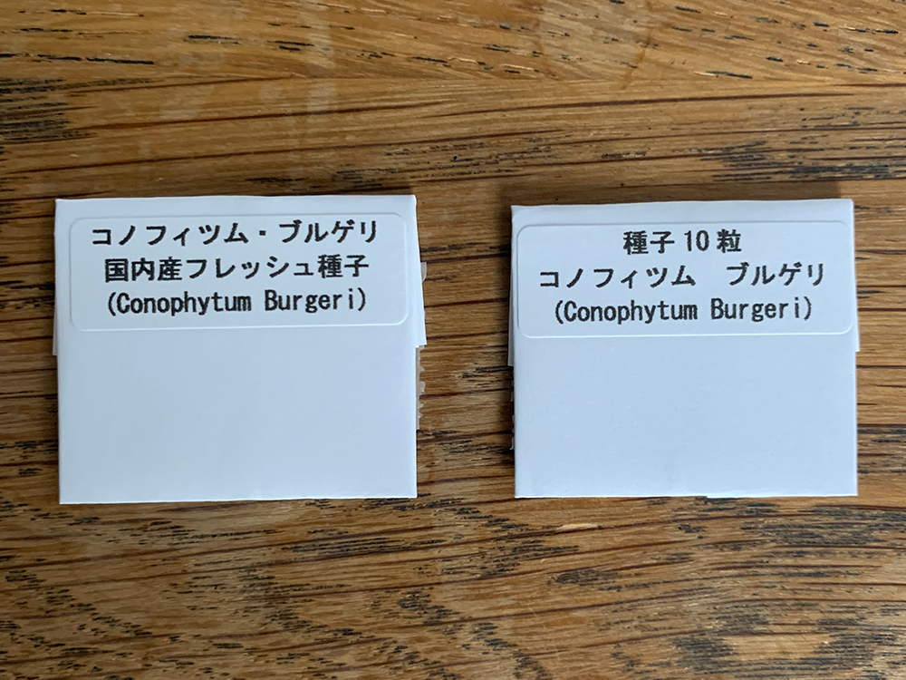 コノフィツム ブルゲリの実生記録 21年12月 更新中