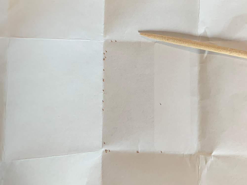 コノフィツム ブルゲリの実生記録 21年12月 更新中