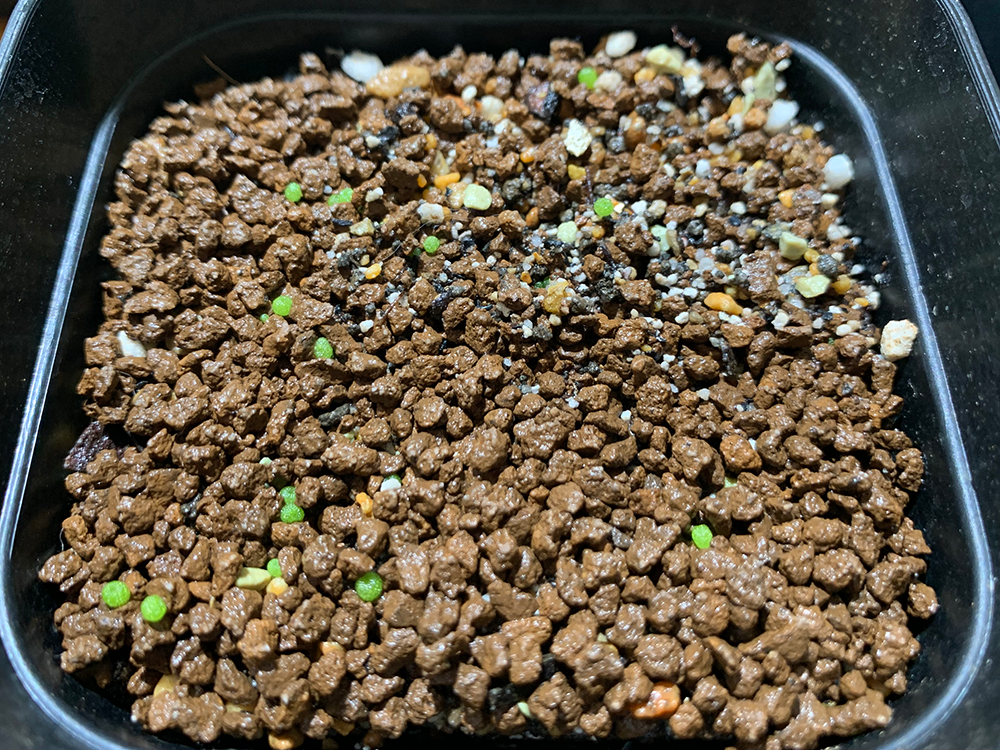 コノフィツム ブルゲリの実生記録 21年12月 更新中