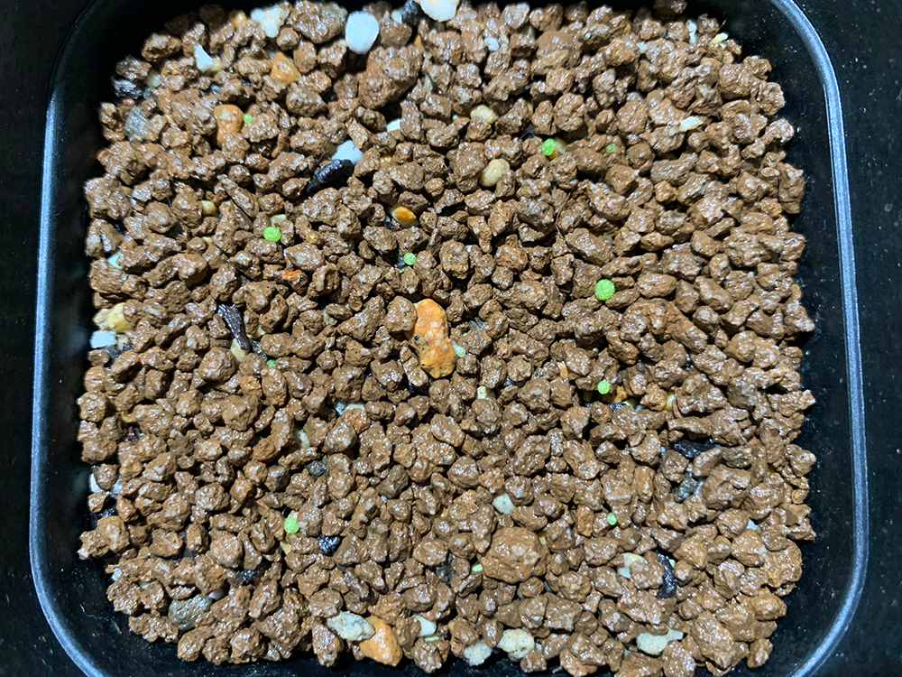 コノフィツム ブルゲリの実生記録 21年12月 更新中