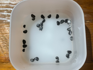 アガベ チタノタブルーの実生記録 21年11月 更新中