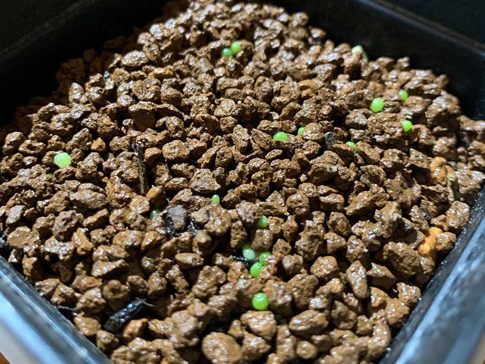 コノフィツム カルキュルスの実生記録 22年1月 更新中