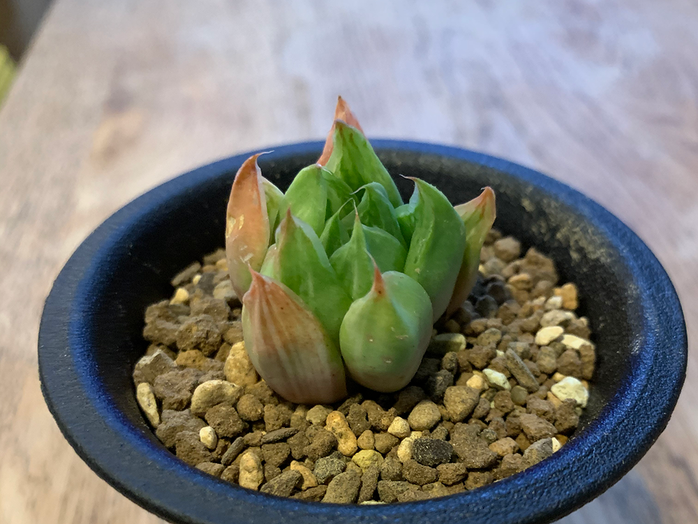 ヤフオクのしわしわハオルチアの植え替え Yokozuki