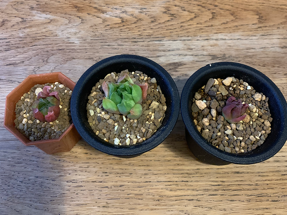 ヤフオクのしわしわハオルチアの植え替え Yokozuki