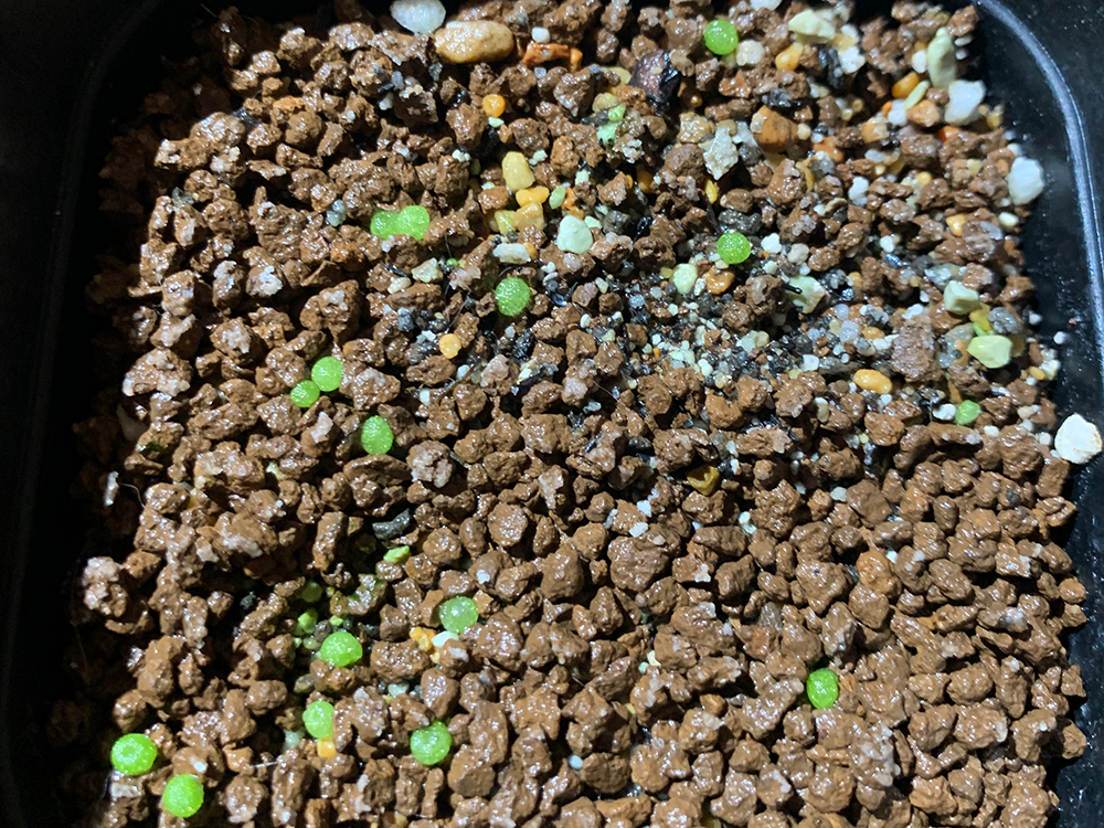 コノフィツム ブルゲリの実生記録 21年12月 更新中