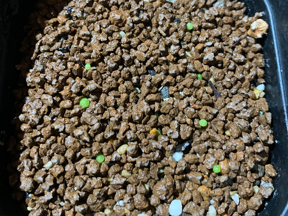 コノフィツム ブルゲリの実生記録 21年12月 更新中