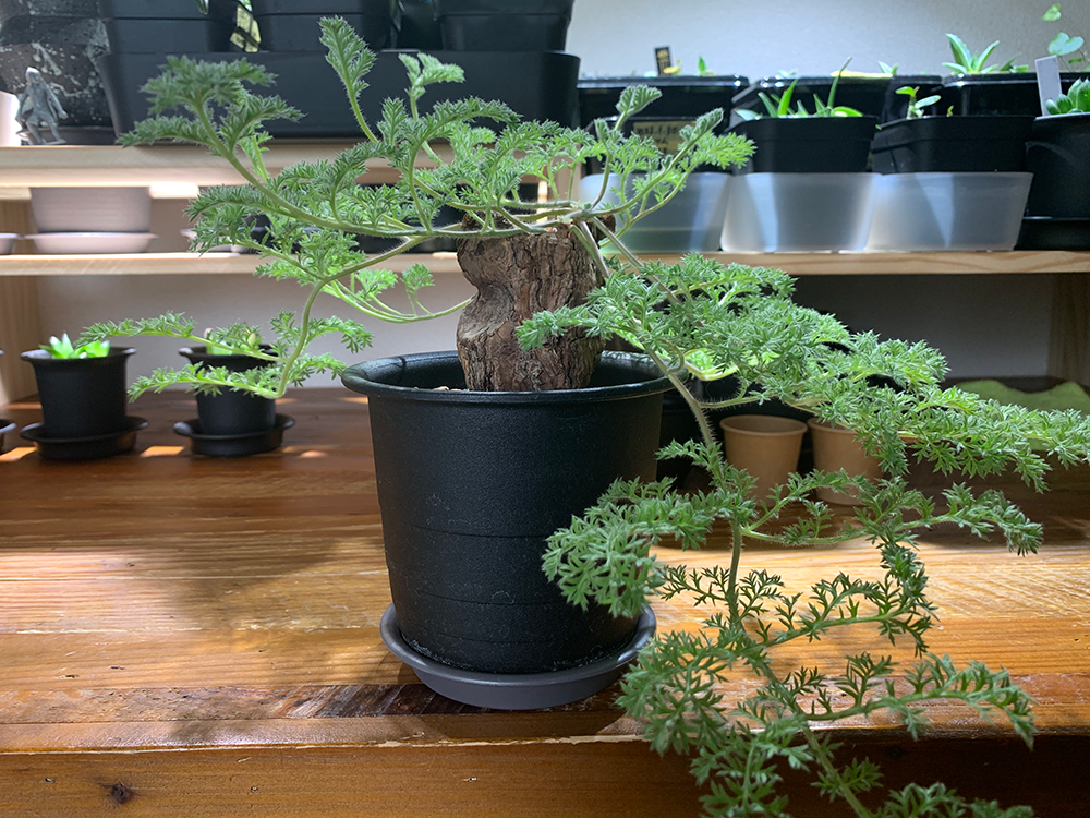 ペラルゴニウム・トリステの発根管理 